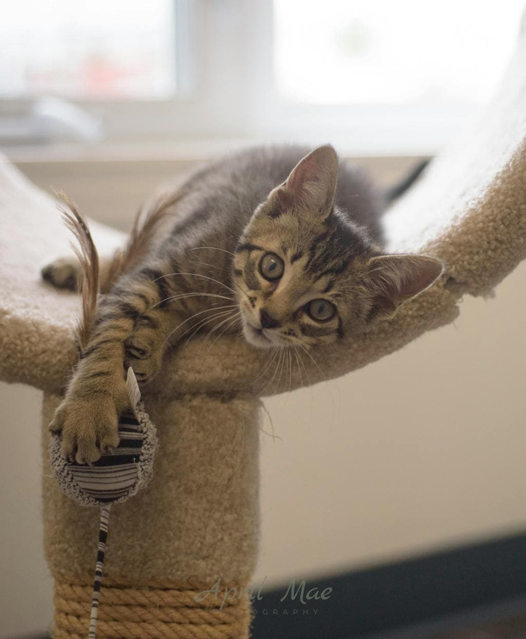 Dominica - Domestic Short Hair cat available for adoption at Ontario SPCA (Central Ontario) in Toronto