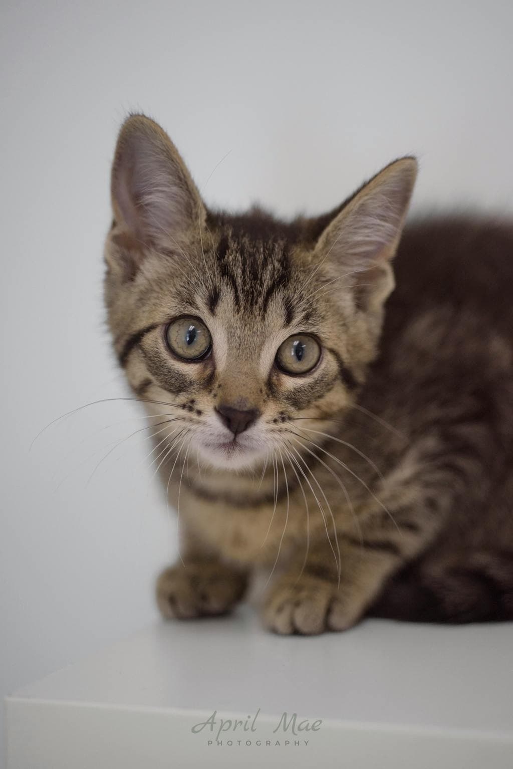 Daniela - Domestic Short Hair available for adoption