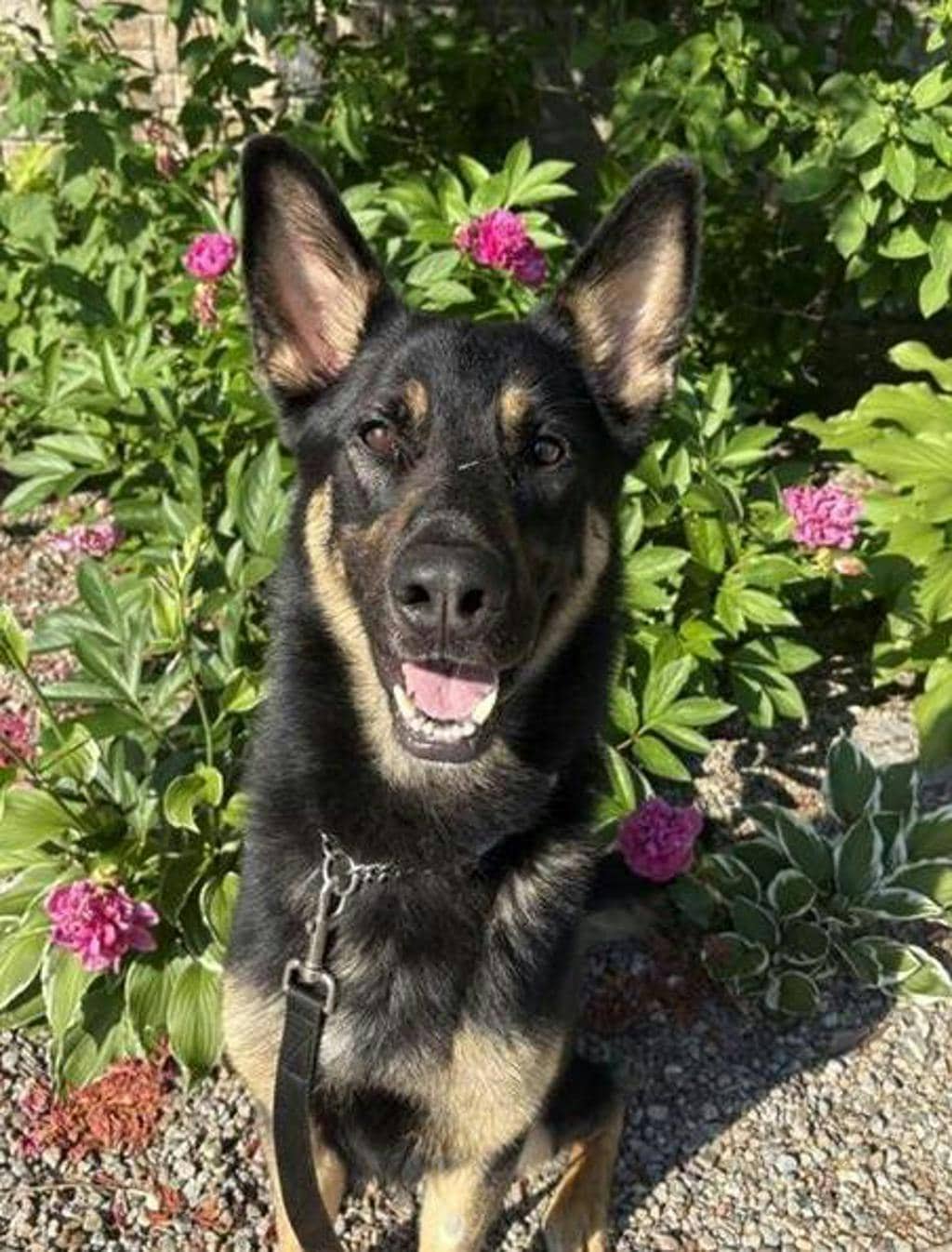 Hero - German Shepherd available for adoption