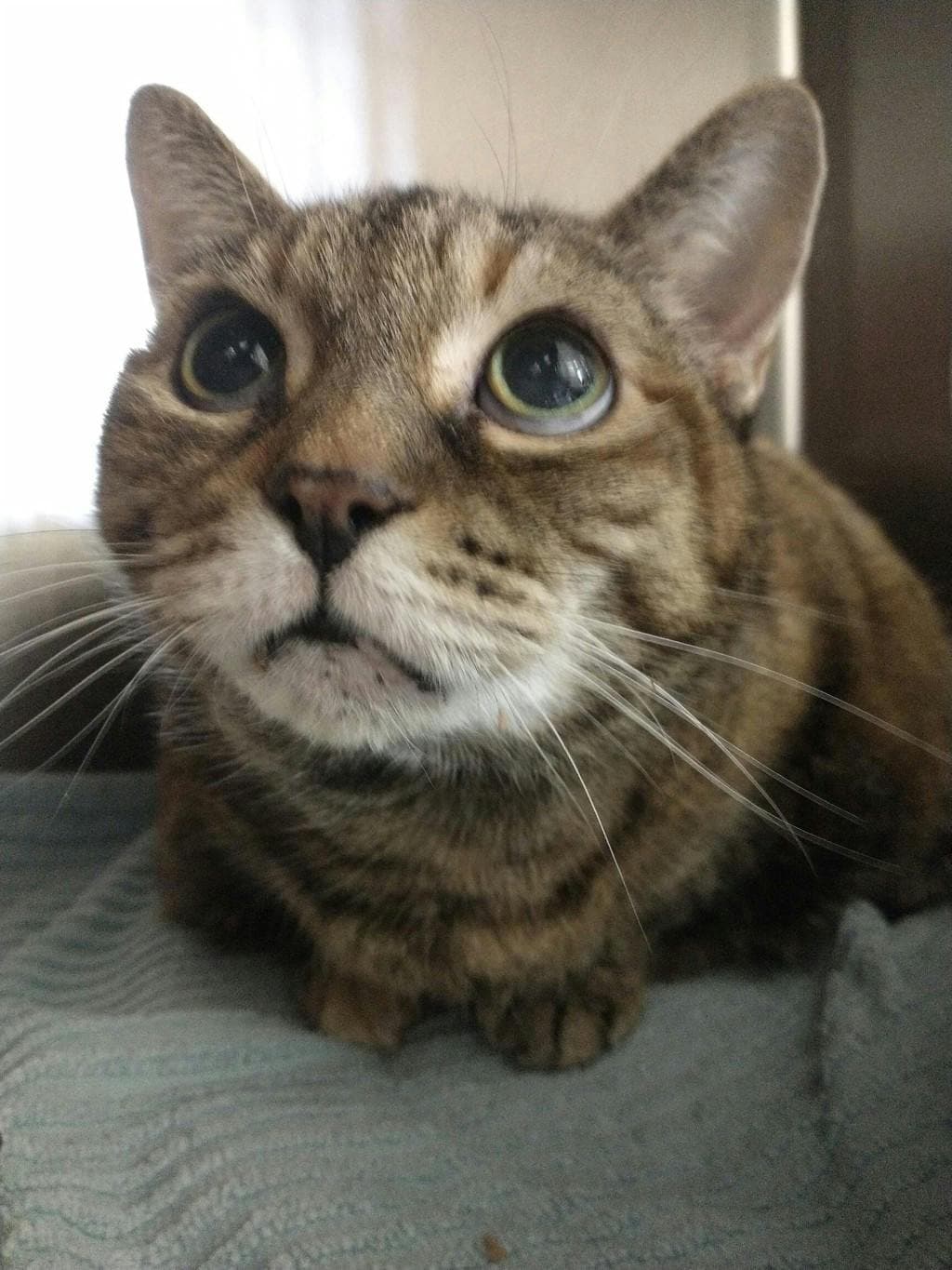 Ruka - Domestic Short Hair cat available for adoption at Ontario SPCA (Central Ontario) in Ontario