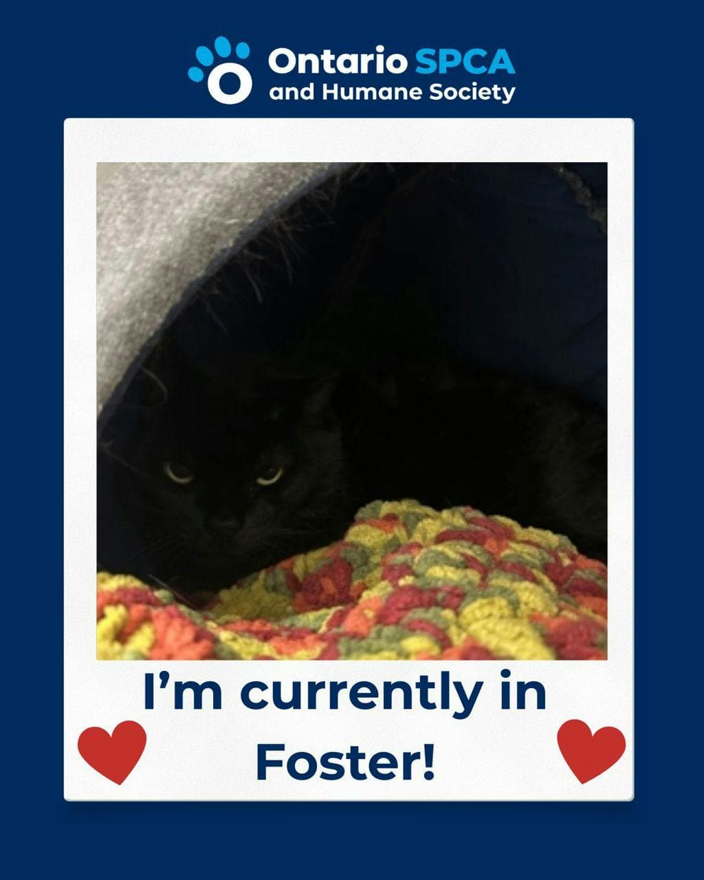 Ebby - Domestic Medium Hair cat available for adoption at Ontario SPCA (Central Ontario) in Ontario