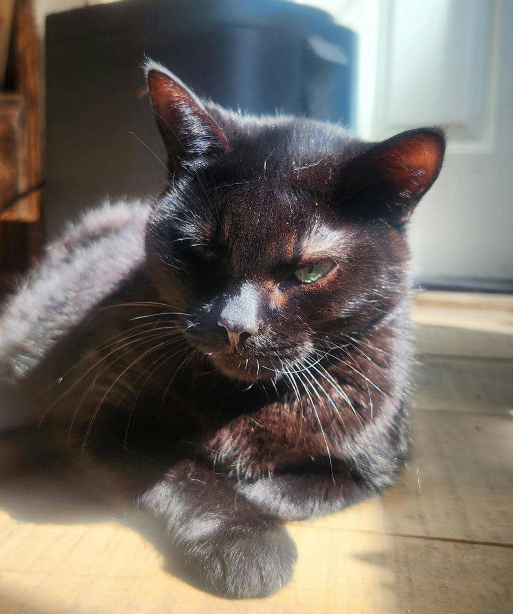Ebby - Domestic Medium Hair cat available for adoption at Ontario SPCA (Central Ontario) in Midland