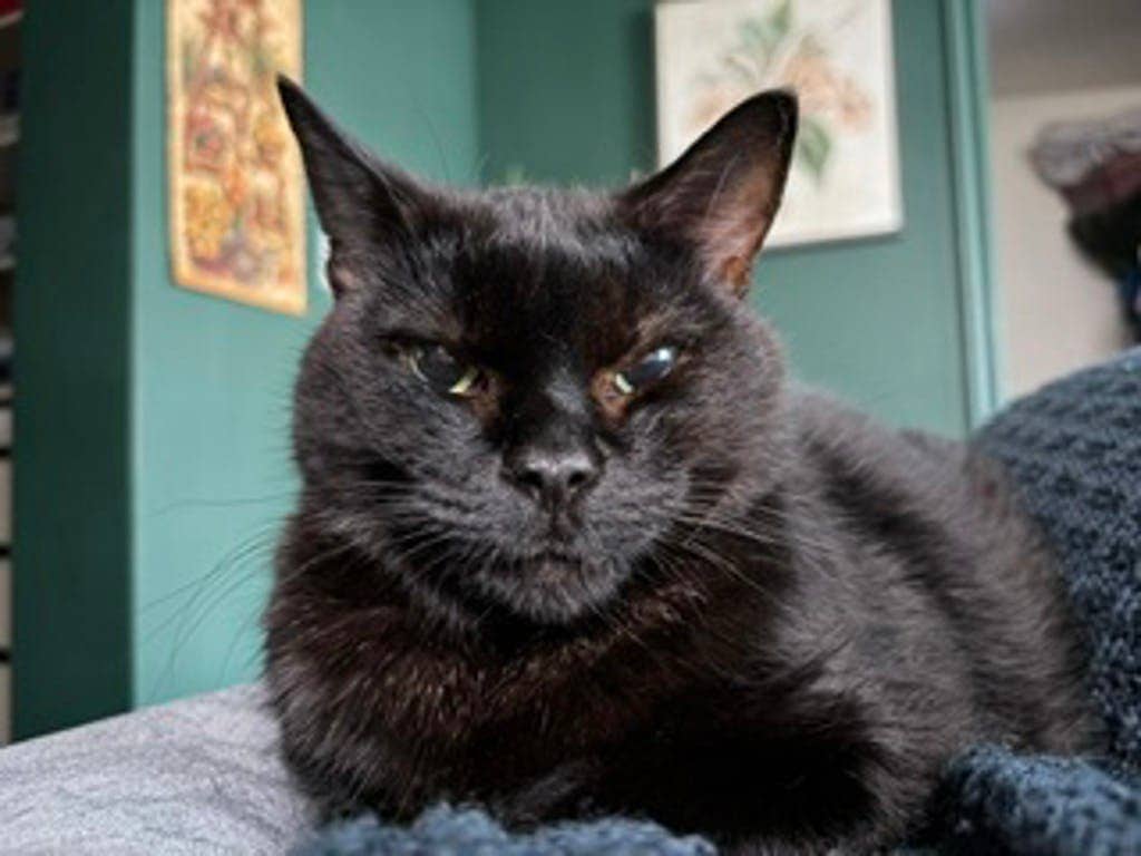 Ebby - Domestic Medium Hair cat available for adoption at Ontario SPCA (Central Ontario) in Midland