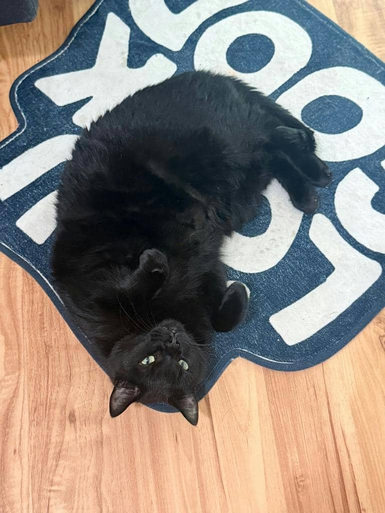 Ebby - Domestic Medium Hair available for adoption