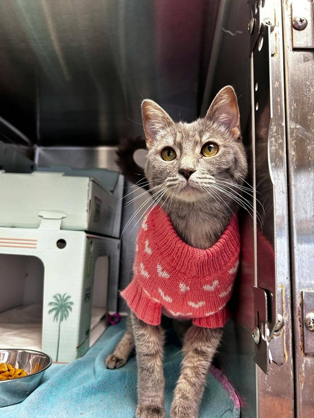 Clover - Domestic Short Hair available for adoption