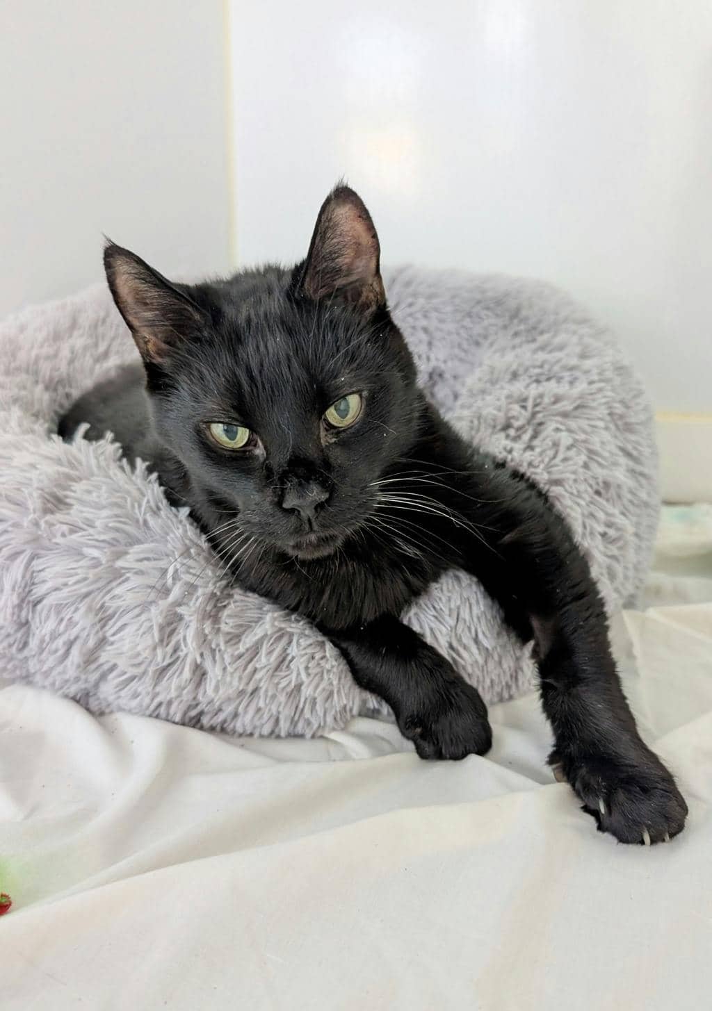 Bruce - Domestic Short Hair available for adoption
