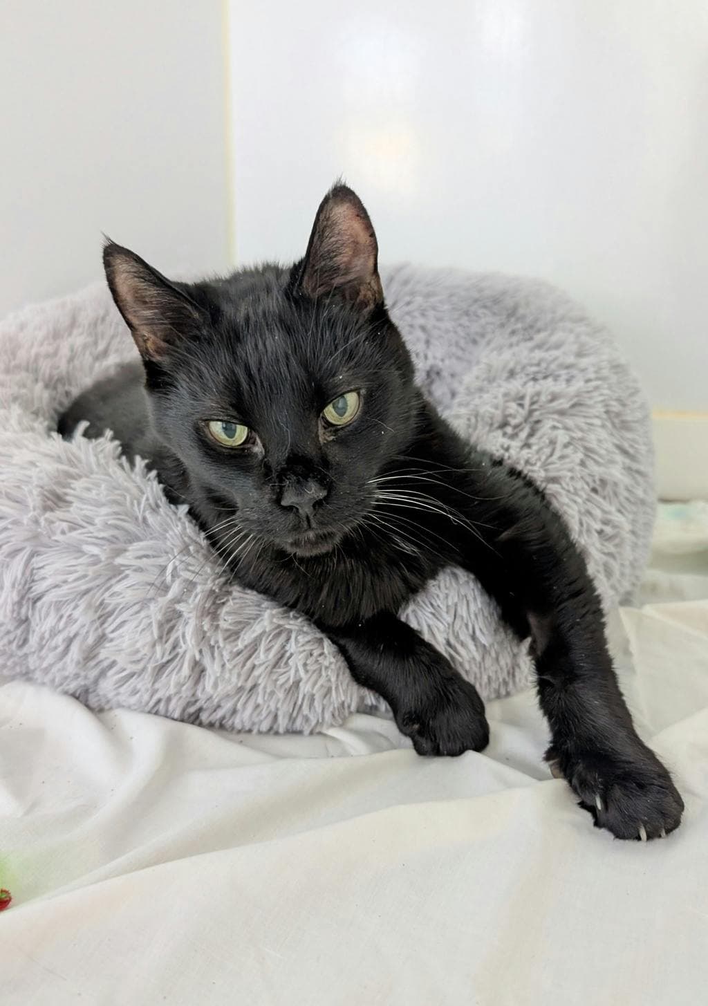 Bruce - Domestic Short Hair cat available for adoption at Ontario SPCA & Humane Society in Orillia