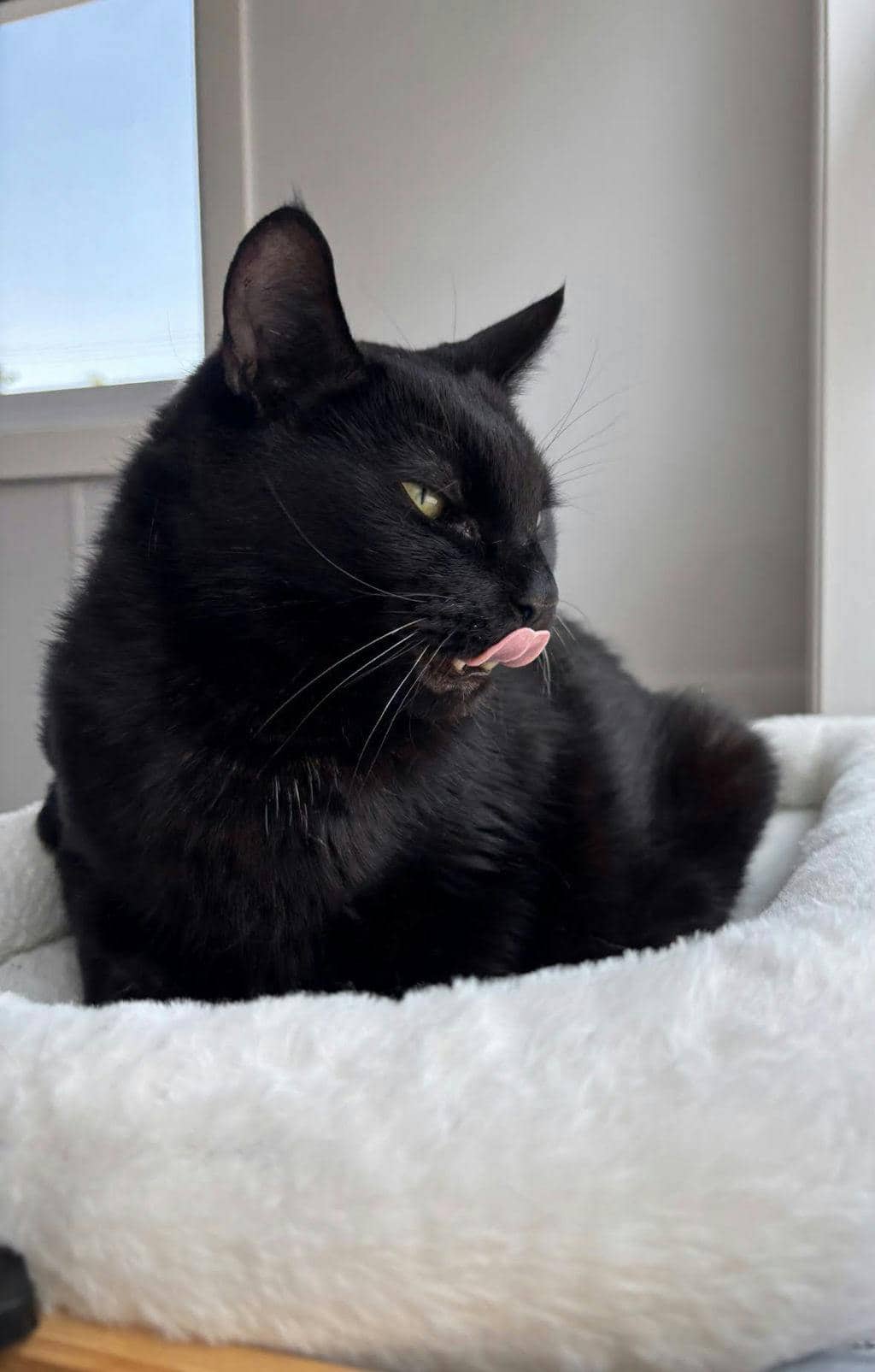 Bruce - Domestic Short Hair cat available for adoption at Ontario SPCA (Central Ontario) in Orillia
