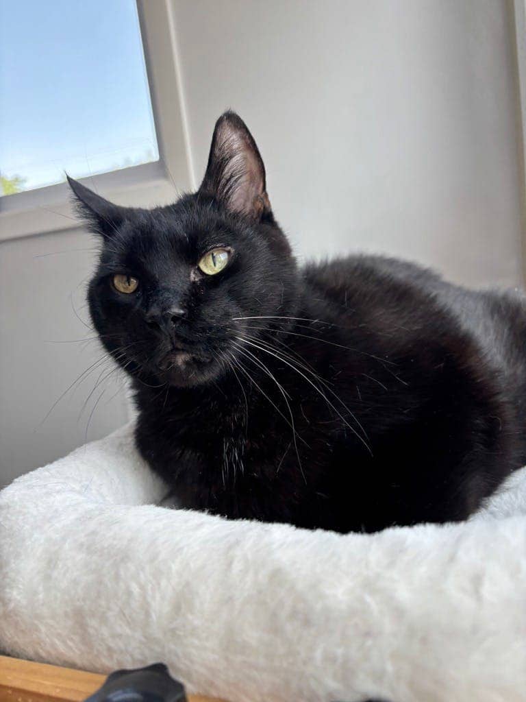 Bruce - Domestic Short Hair available for adoption