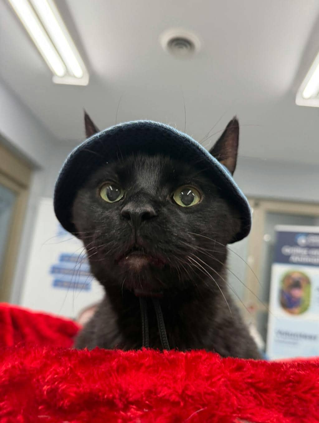 Bruce - Domestic Short Hair available for adoption