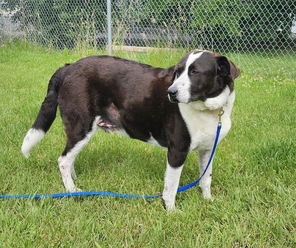 Cody - Labrador available for adoption
