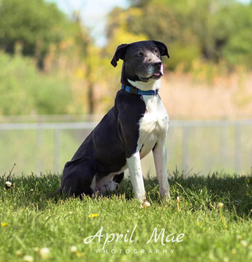 Jasper - American Bulldog available for adoption