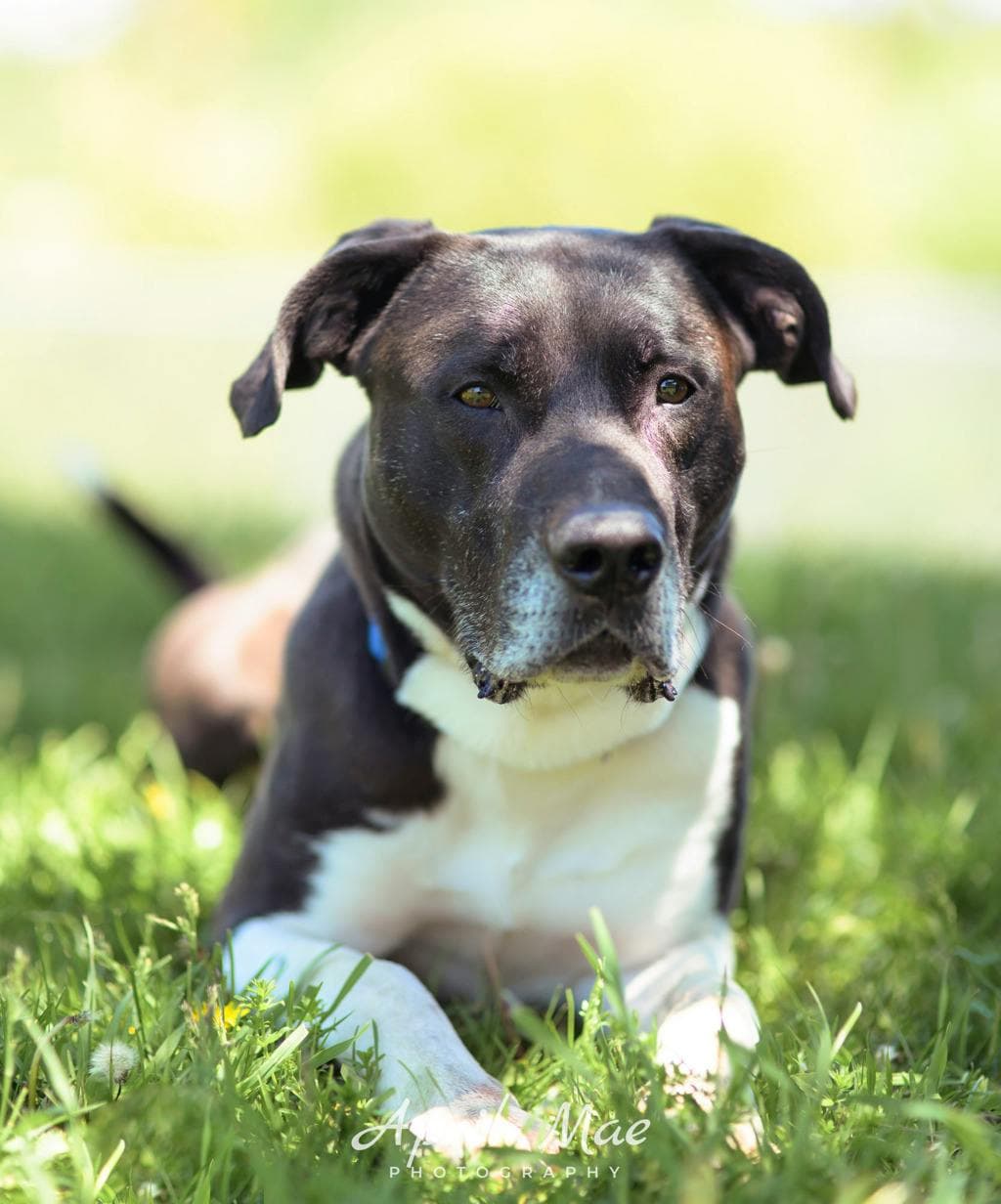Jasper - American Bulldog available for adoption in Ontario
