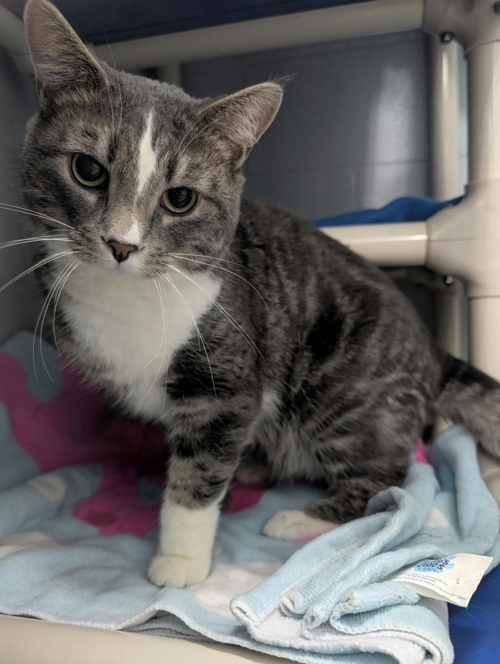 Huckleberry - Domestic Short Hair cat available for adoption at Ontario SPCA (Central Ontario) in Ontario