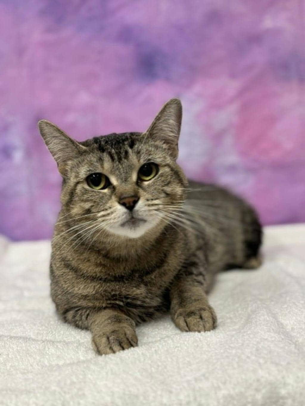 Dani - Domestic Short Hair cat available for adoption in Ontario