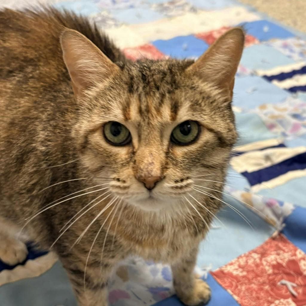 Pookie - Domestic Short Hair cat available for adoption in Calgary