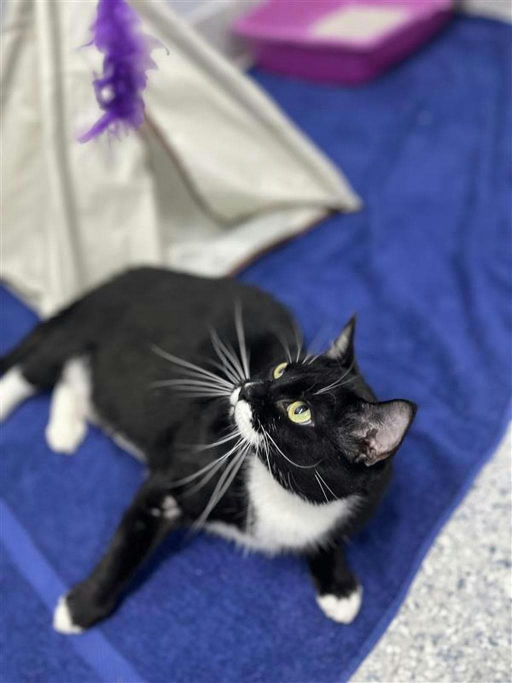 Midnight - Domestic Short Hair cat available for adoption at Ontario SPCA (Central Ontario) in Ontario