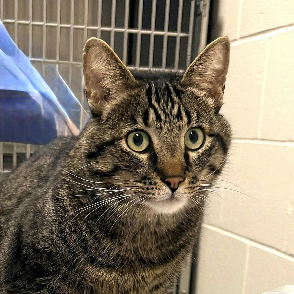Floyd - Domestic Short Hair cat available for adoption in Calgary