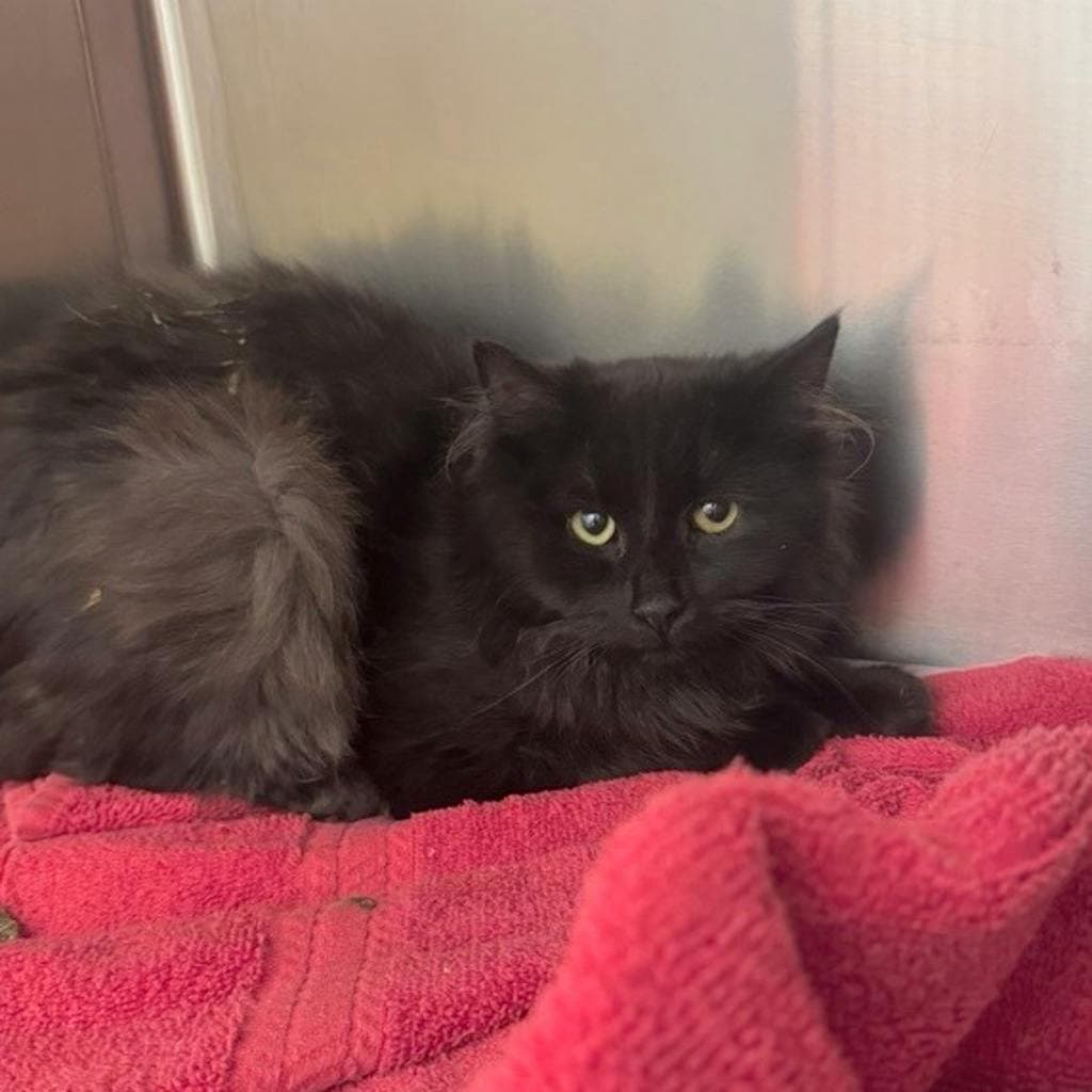 Mindy - Domestic Medium Hair cat available for adoption in Calgary
