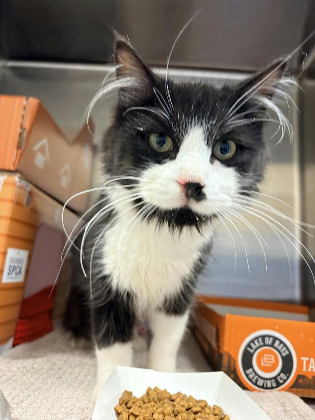 Milo - Domestic Short Hair cat available for adoption in Calgary