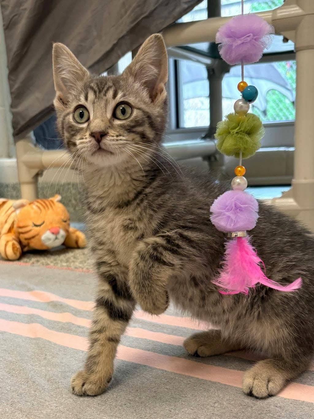 Thomas - Domestic Short Hair cat available for adoption at Ontario SPCA (Central Ontario) in Toronto