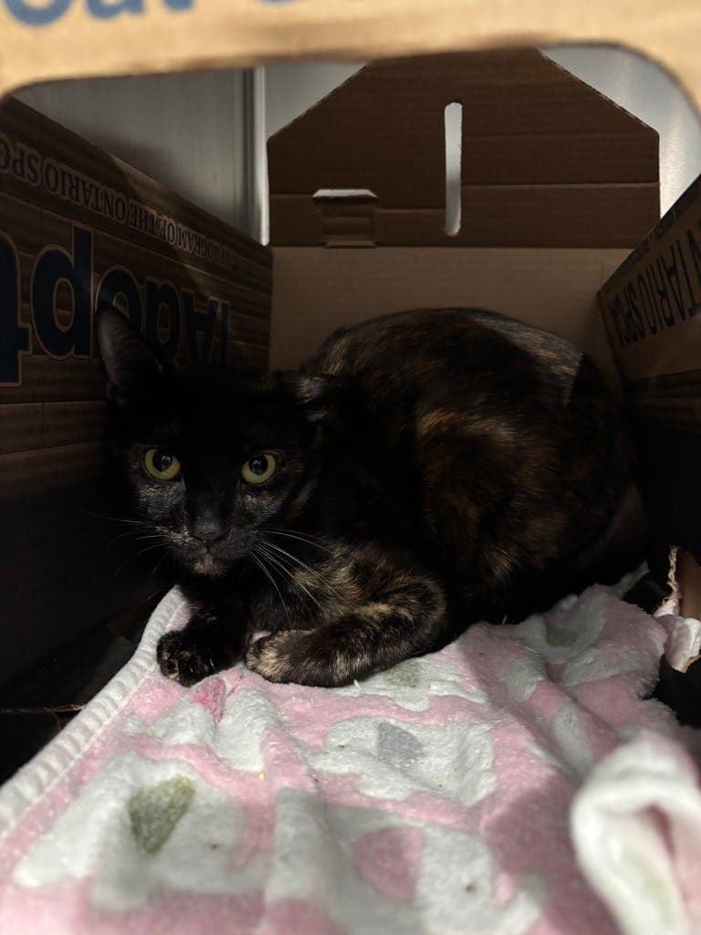 Pepper - Domestic Short Hair cat available for adoption at Ontario SPCA (Central Ontario) in Ontario