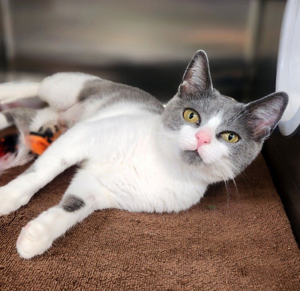 Renn - Domestic Short Hair cat available for adoption at Ontario SPCA (Ottawa Area) in Ottawa