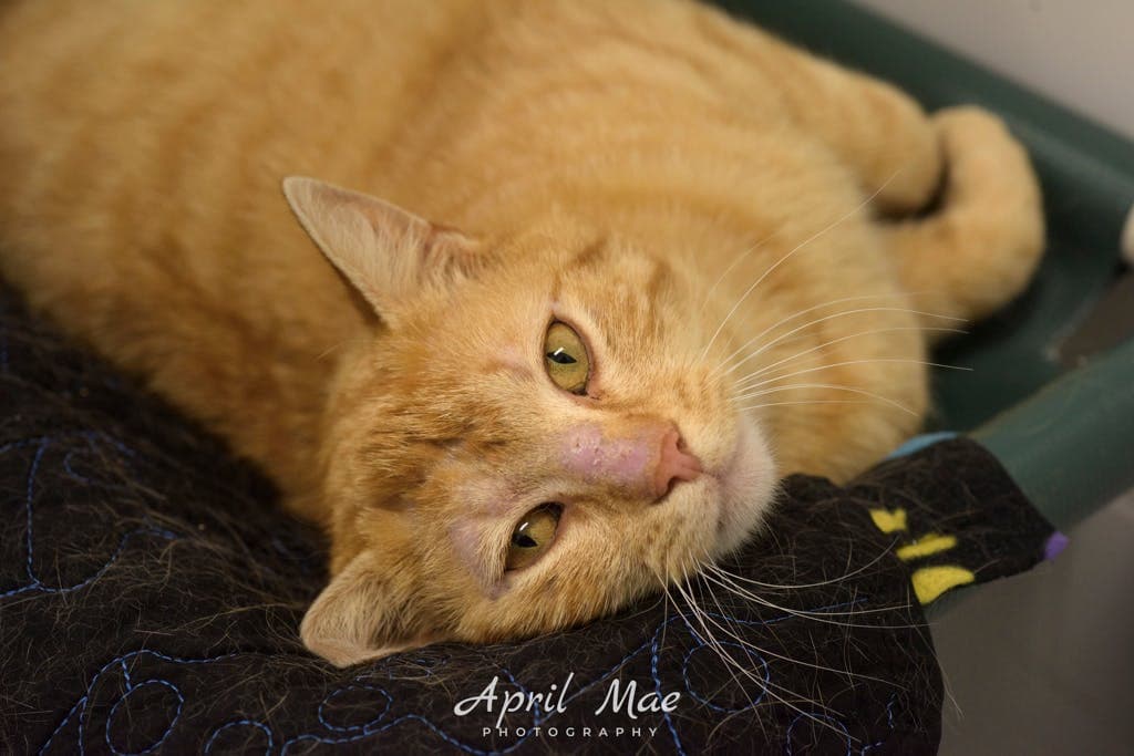 Rupert - Domestic Short Hair cat available for adoption in Calgary