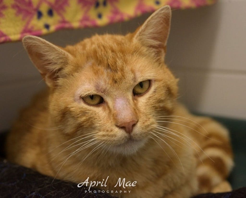 Rupert - Domestic Short Hair cat available for adoption at Ontario SPCA (Central Ontario) in Ontario