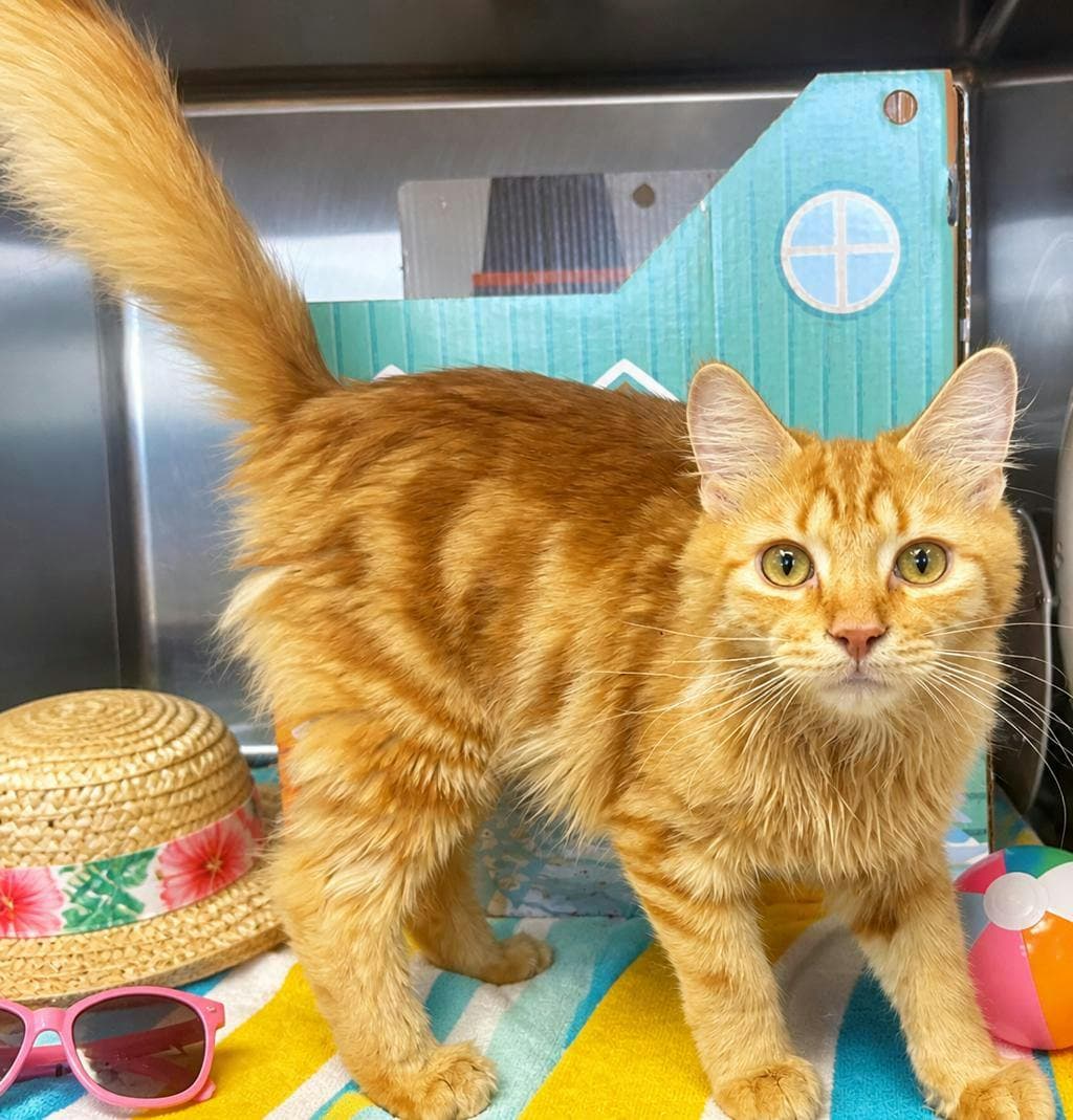 Ernie - Domestic Medium Hair cat available for adoption at Ontario SPCA (Central Ontario) in Toronto