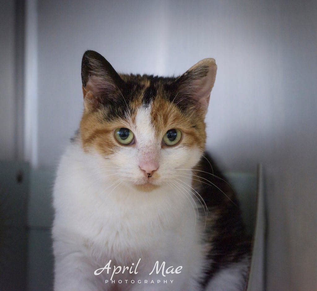 Malayan - Domestic Short Hair cat available for adoption at Ontario SPCA (Central Ontario) in Ontario
