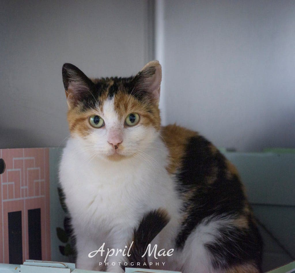 Malayan - Domestic Short Hair cat available for adoption at Ontario SPCA (Central Ontario) in Toronto