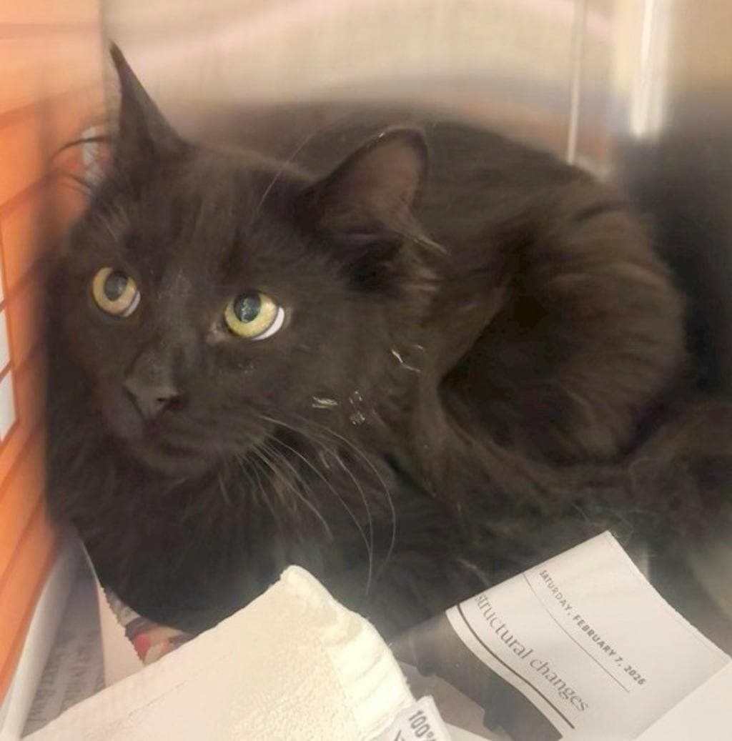Mark - Domestic Medium Hair cat available for adoption in Calgary
