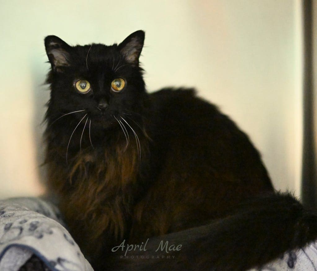 Blackberry - Domestic Short Hair cat available for adoption at Ontario SPCA (Central Ontario) in Ontario