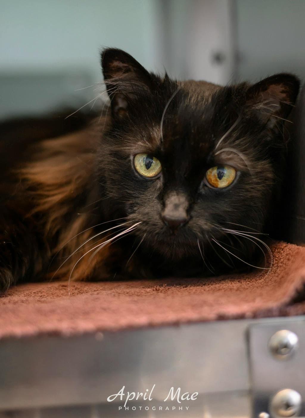 Blackberry - Domestic Short Hair cat available for adoption in Calgary