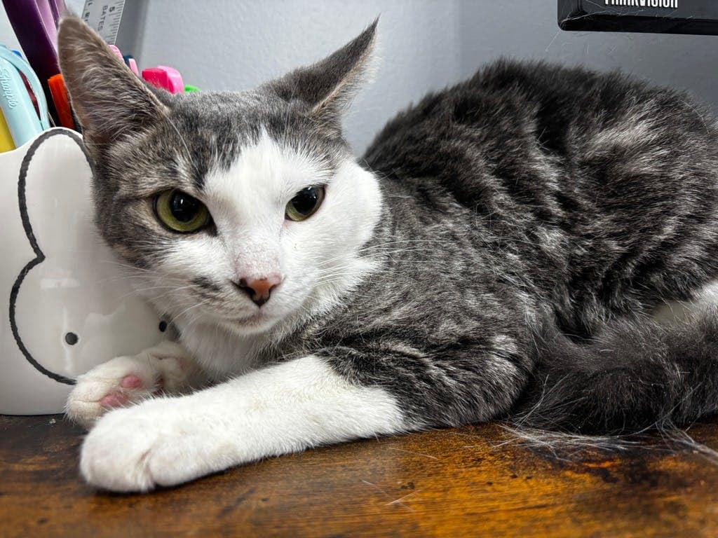 Pebbles - Domestic Short Hair cat available for adoption at Ontario SPCA (Central Ontario) in Ontario