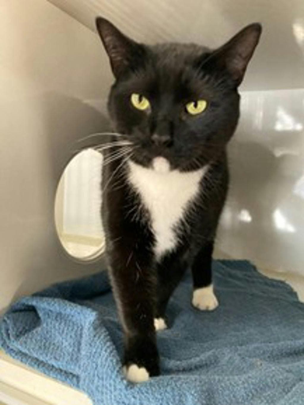 Lightning - Domestic Short Hair cat available for adoption at Ontario SPCA (Central Ontario) in Toronto