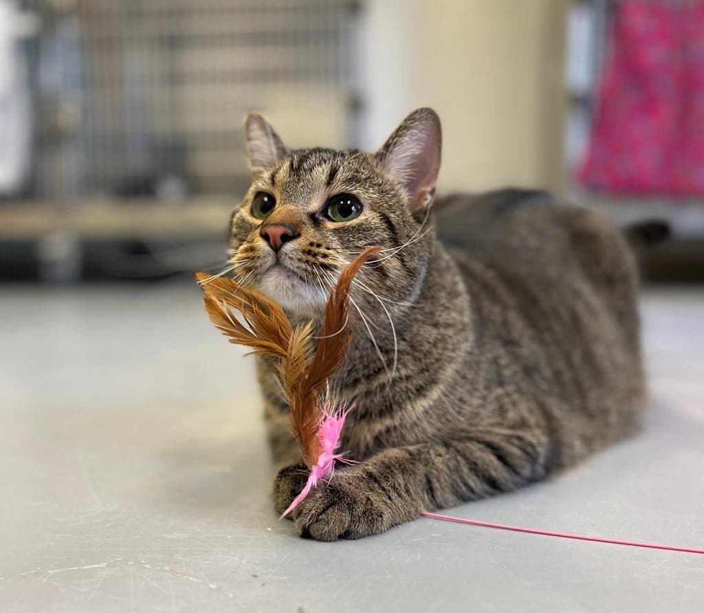 Baloo - Domestic Short Hair cat available for adoption at Ontario SPCA (Central Ontario) in Toronto