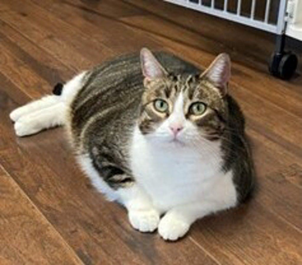 Precious - Domestic Short Hair cat available for adoption at Ontario SPCA (Central Ontario) in Toronto