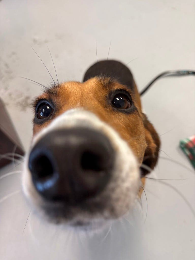 Holly - Hound available for adoption