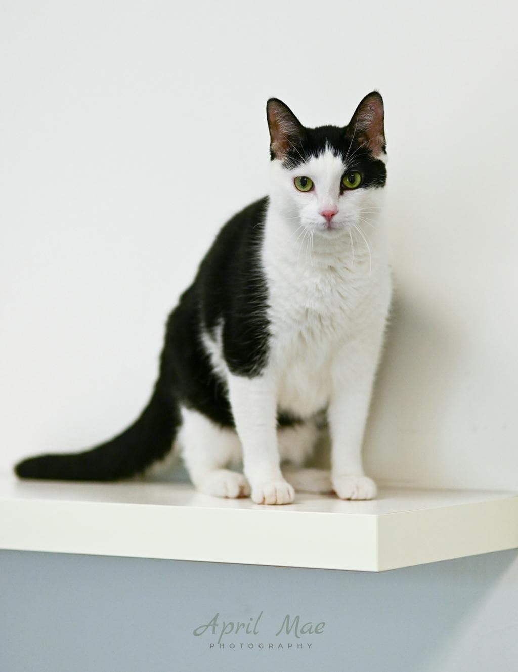Bad Boy - Domestic Short Hair cat available for adoption at Ontario SPCA (Central Ontario) in Toronto