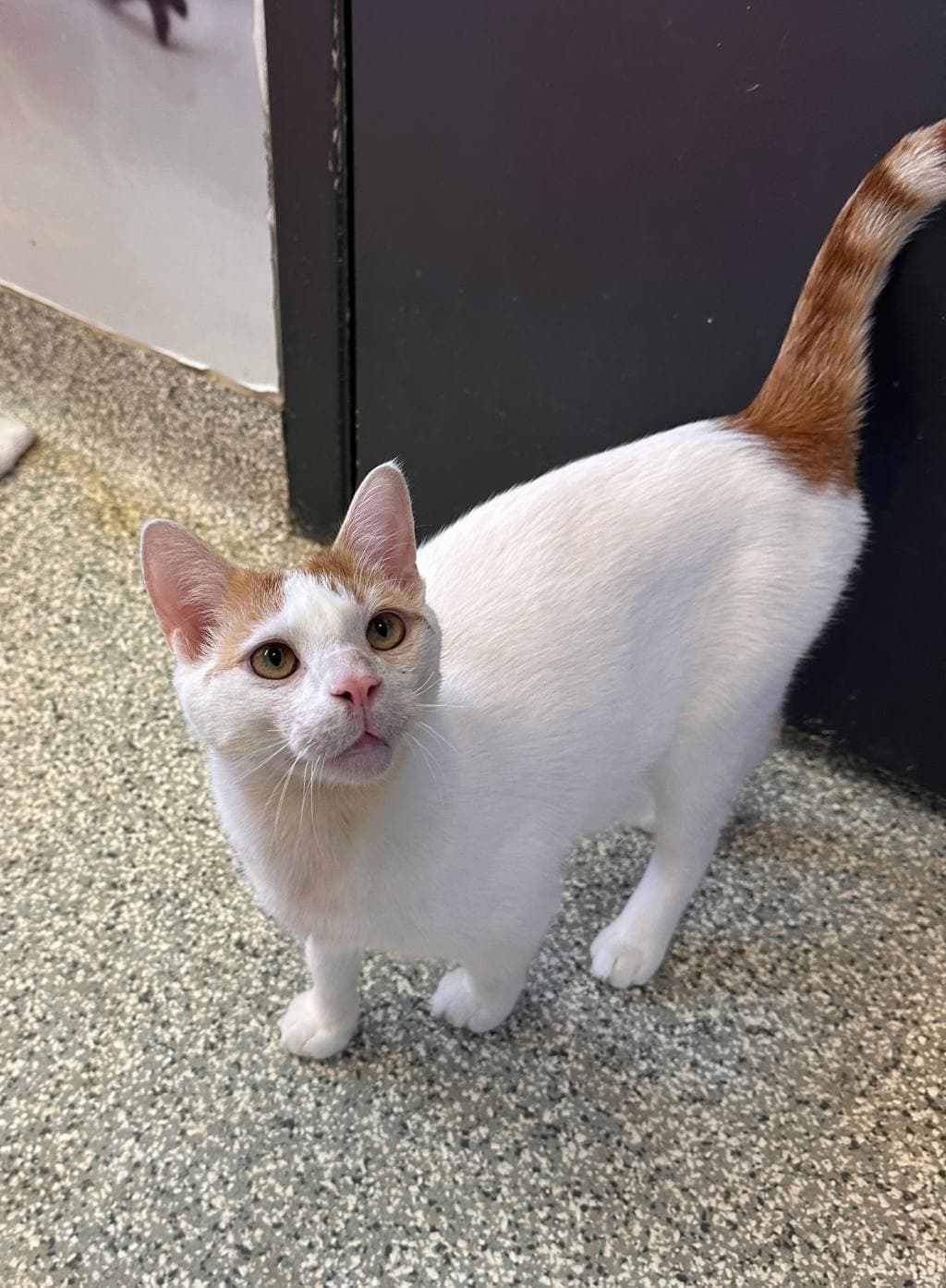 Milo - Domestic Short Hair cat available for adoption at Ontario SPCA (Toronto Area) in Toronto