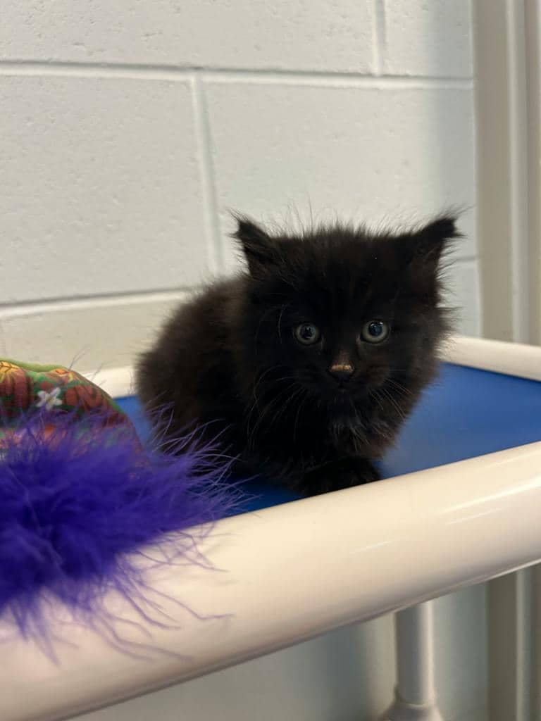 Tiffany (seneca) - Domestic Short Hair available for adoption
