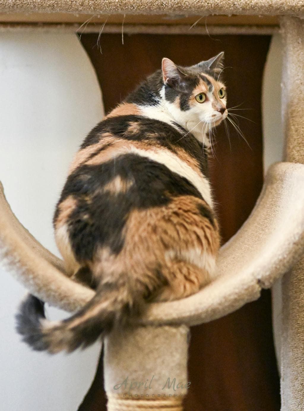 Yara - Domestic Medium Hair cat available for adoption at Ontario SPCA (Central Ontario) in Ontario