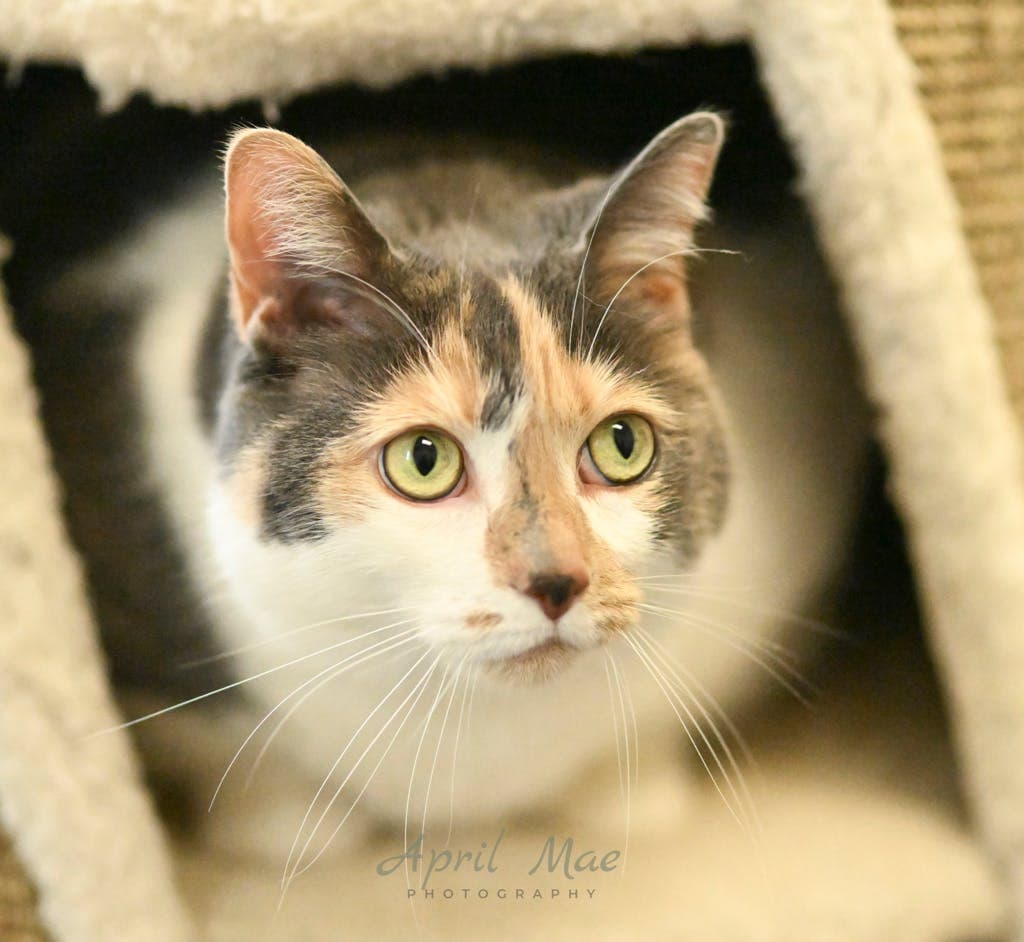 Yara - Domestic Medium Hair cat available for adoption at Ontario SPCA (Central Ontario) in Toronto