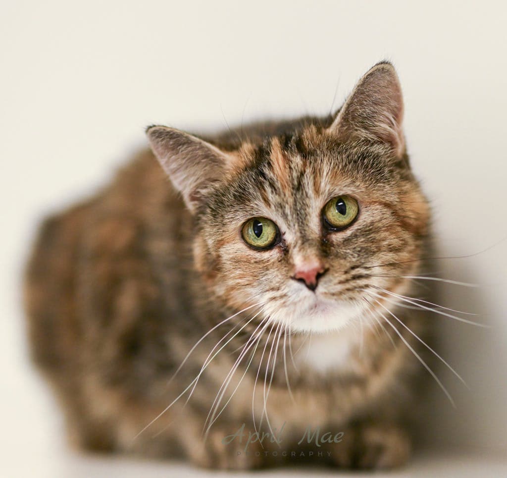 Misty - Domestic Short Hair cat available for adoption at Ontario SPCA (Central Ontario) in Ontario