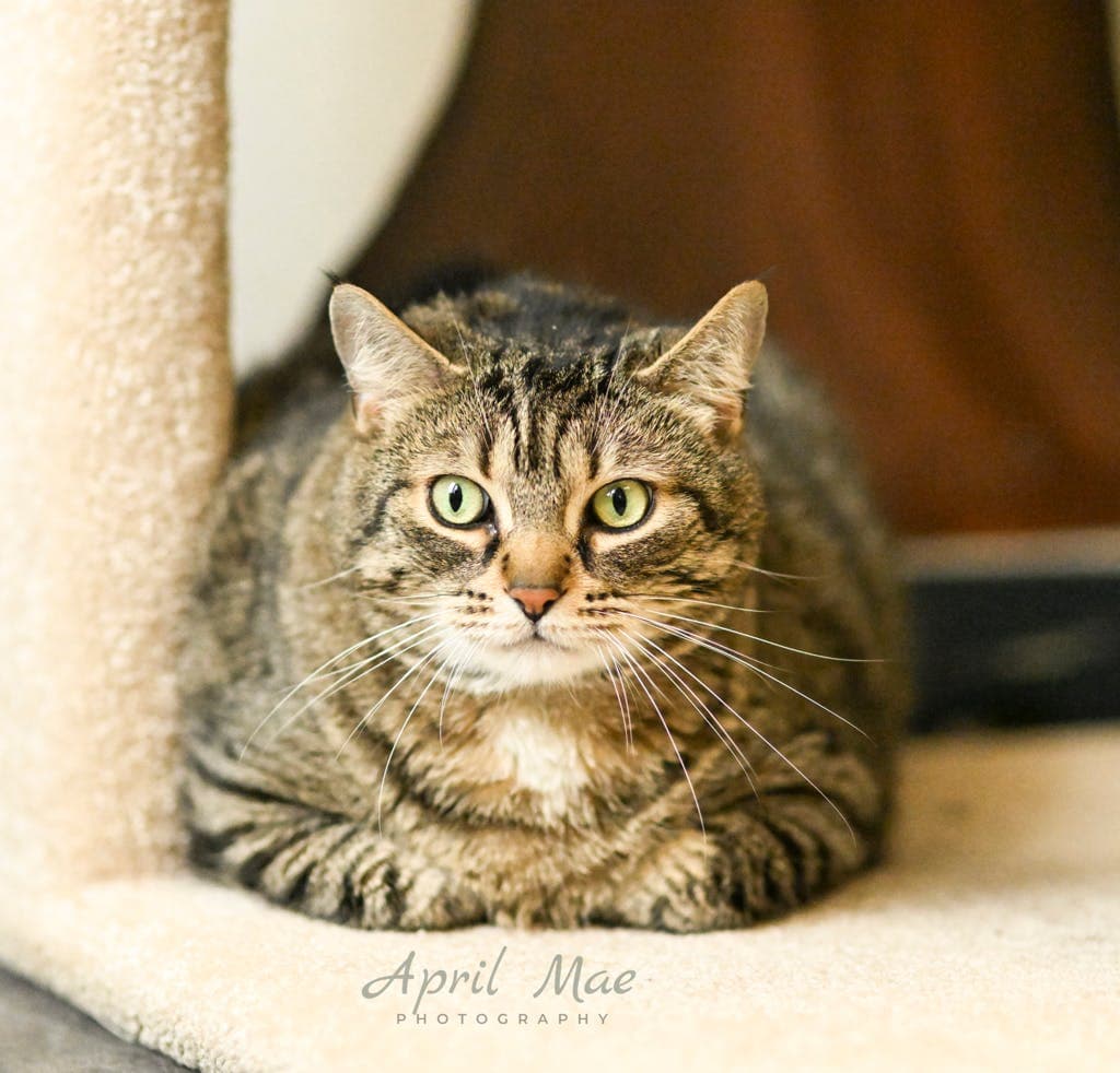 Shadow - Domestic Short Hair cat available for adoption at Ontario SPCA (Central Ontario) in Ontario