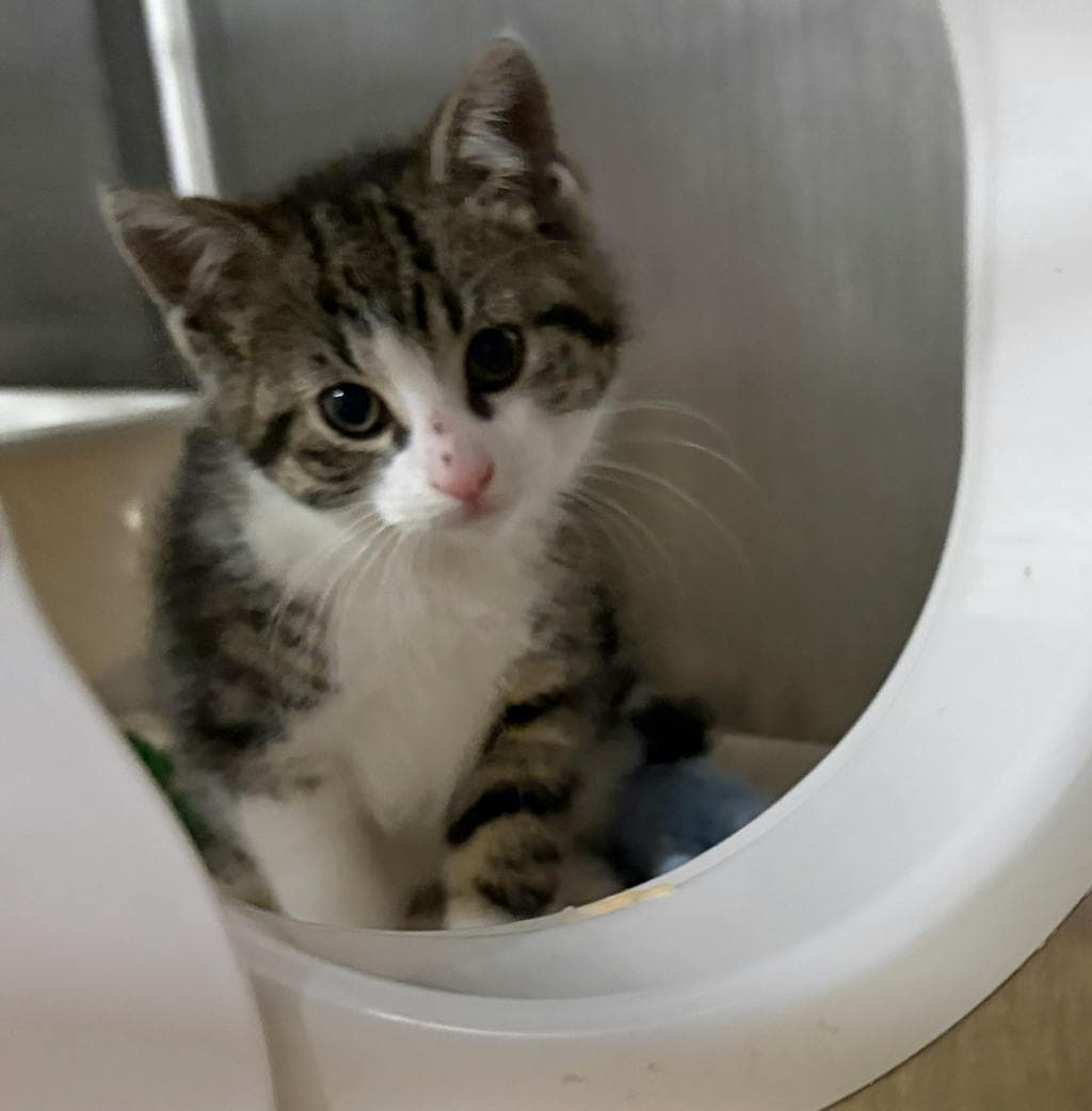 Ethel - Domestic Short Hair cat available for adoption at Ontario SPCA (Ottawa Area) in Ontario
