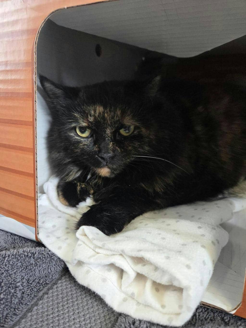 Boo - Domestic Longhair cat available for adoption at Ontario SPCA (Toronto Area) in Toronto