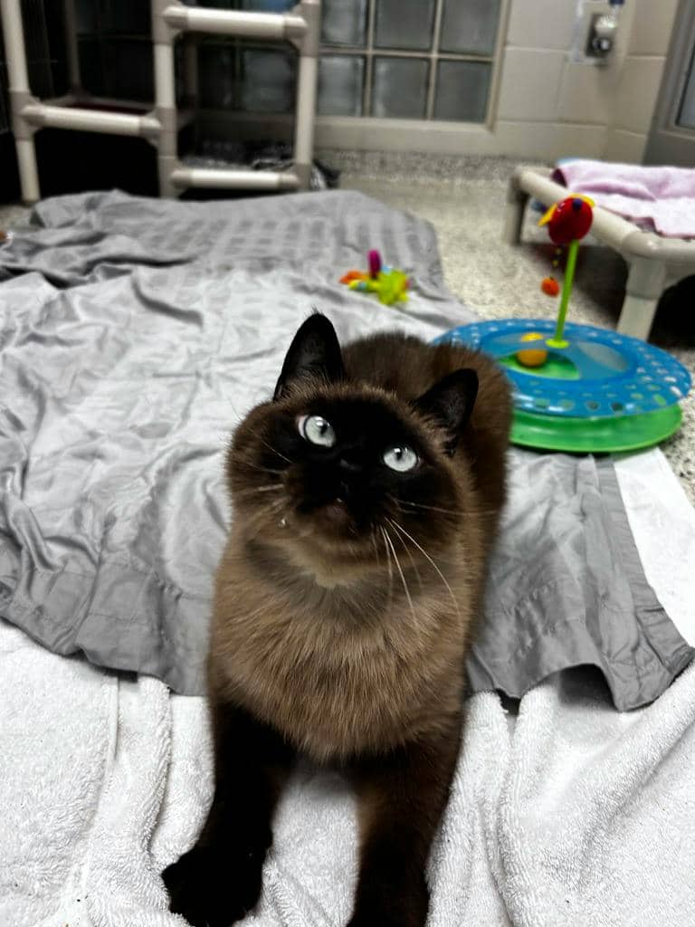 Athena - Domestic Short Hair available for adoption